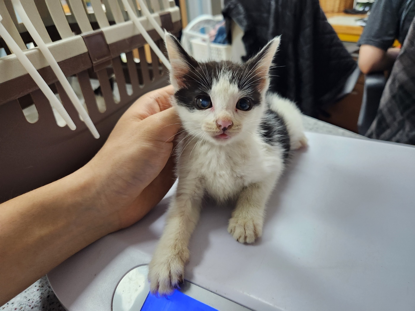 광주 동물보호소_429363202300585